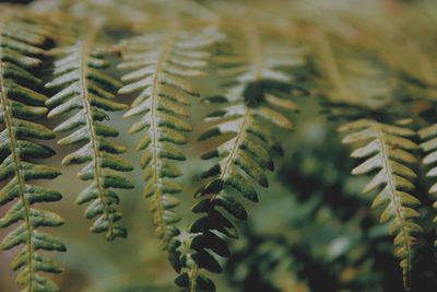 Close-up of fern plant