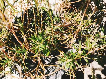 High angle view of potted plant on field