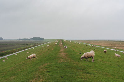 Sheep grazing on a dyke in northern germany