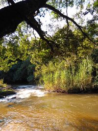 Scenic view of river amidst trees in forest