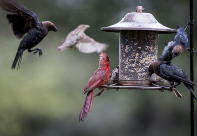 Close-up of birds perching on feeder