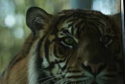 Close-up of tiger