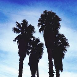 Low angle view of palm trees