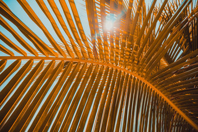 Low angle view of palm trees against sky