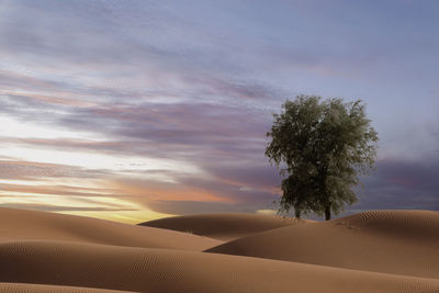 Tree on sand dunes against sky