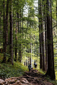 Mother and children walking through high trees.