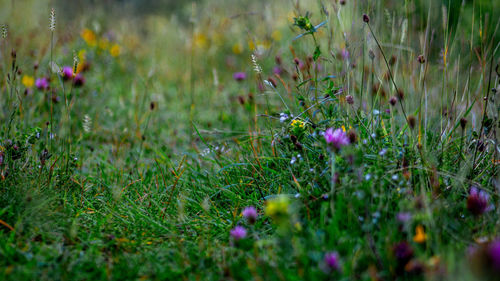 Purple flowering plants on field