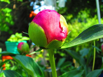 Close-up of pink tulip