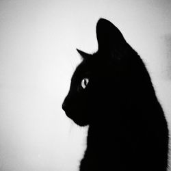 Black cat looking away against white background