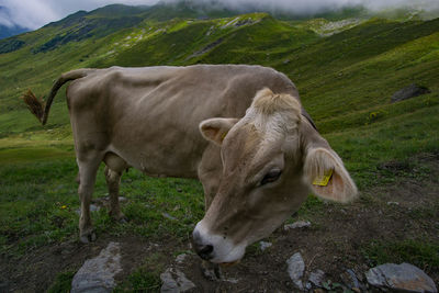 Cow standing in a field