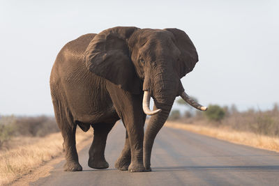 Elephant walking on road