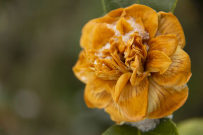 Close-up of yellow flower