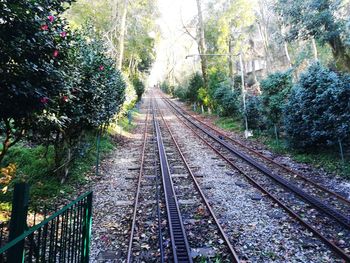 Railway tracks along trees