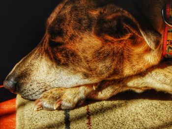 Close-up of dog sleeping