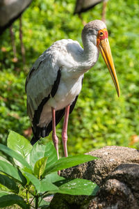 Close-up of bird perching on rock