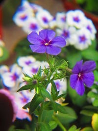 Close-up of purple flowers blooming