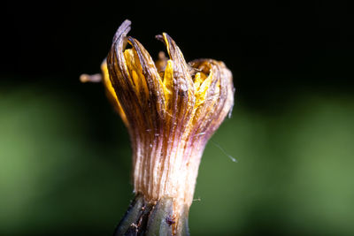 Close-up of flower bud