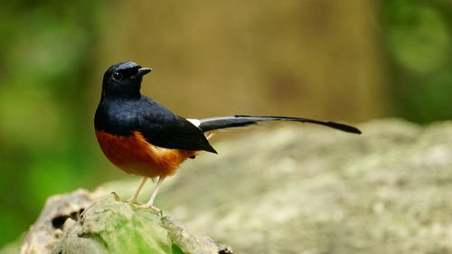 Close-up of bird perching on rock