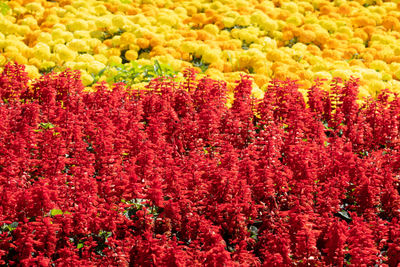 Full frame shot of red flowering plants