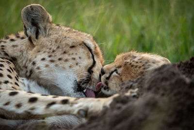 Close-up of cheetah licking cub in grass