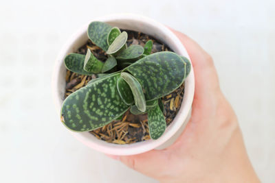 Close-up of hand holding leaves