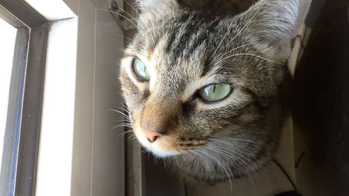 Close-up portrait of a cat looking away