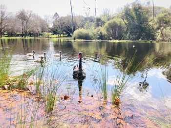 View of birds in lake