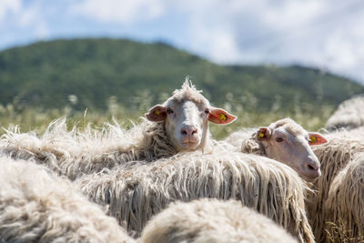 Portrait of sheep on grass against sky