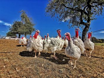 Flock of birds on land