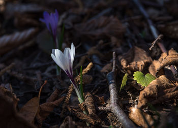 Close-up of purple crocus flowers on field