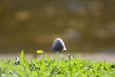 Close-up of mushroom on field