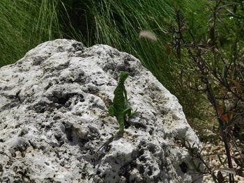 Close-up of lizard on rock