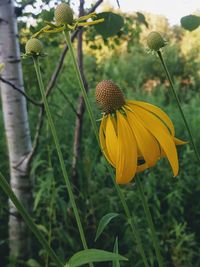 Close-up of yellow flower blooming outdoors