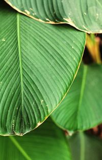 Close-up of green leaves