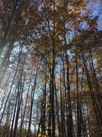 Low angle view of bamboo trees in forest