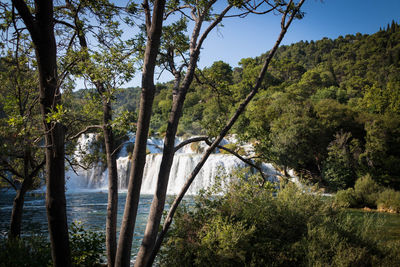 Scenic view of river amidst trees in forest