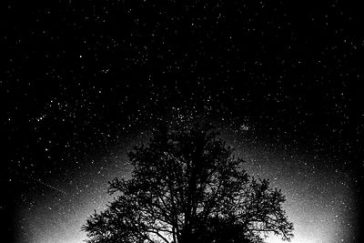 Low angle view of trees against star field