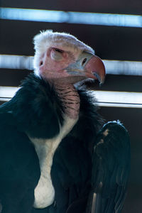 Close-up of condor in zoo