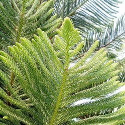 Close-up of palm tree