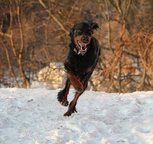 Dog running on snow covered land