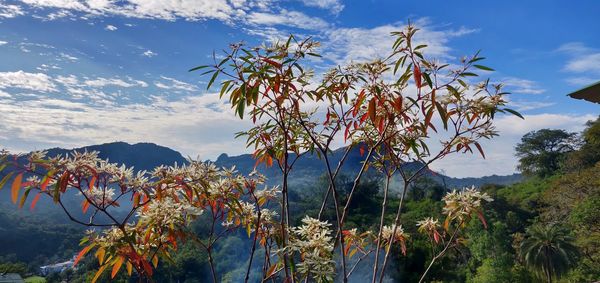 Scenic view of flowering tree by mountains against sky