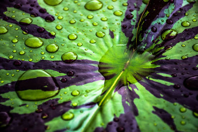 Close-up of water drops on purple leaf