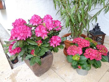 Close-up of pink bougainvillea blooming outdoors