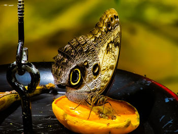 Close-up of butterfly