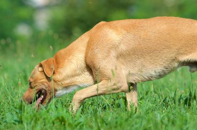 Side view of dog on field