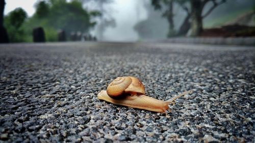 Close-up of snake on road