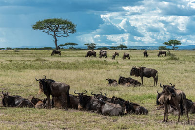 Horses in a field