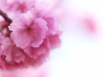 Close-up of pink cherry blossom