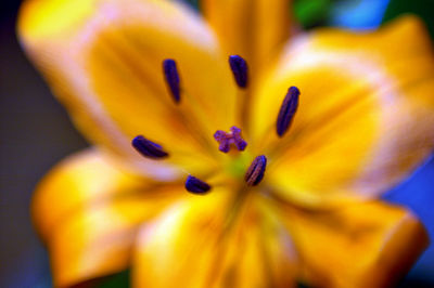 Close-up of yellow flowering plant