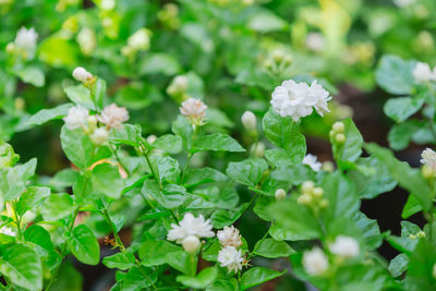 Close-up of white flowering plants